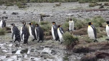 Birçok penguenler Falkland Adaları Antarktika'daki okyanus kıyısında king.