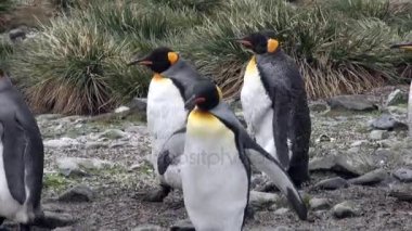 Birçok penguenler Falkland Adaları Antarktika'daki okyanus kıyısında king.