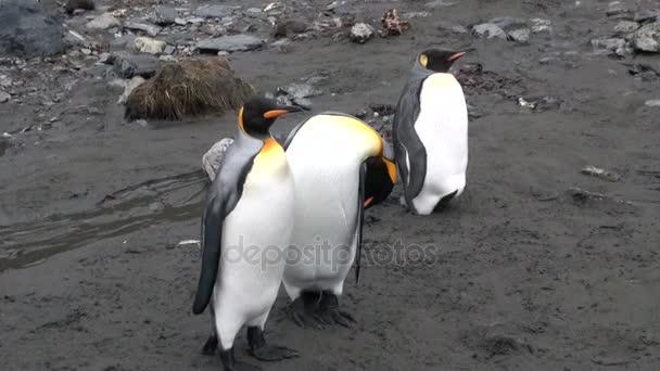Tres pingüinos imperiales en las Islas Malvinas en la Antártida . — Vídeos de Stock