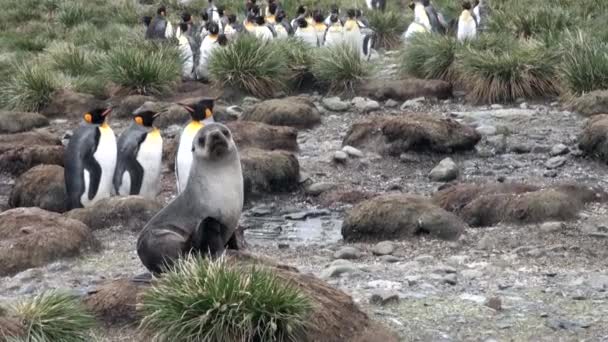 Cute seal on background of an emperor penguin on Falkland Islands in Antarctica. — Stock Video
