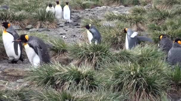 Många kung pingviner på havet kusten på Falklandsöarna i Antarktis. — Stockvideo
