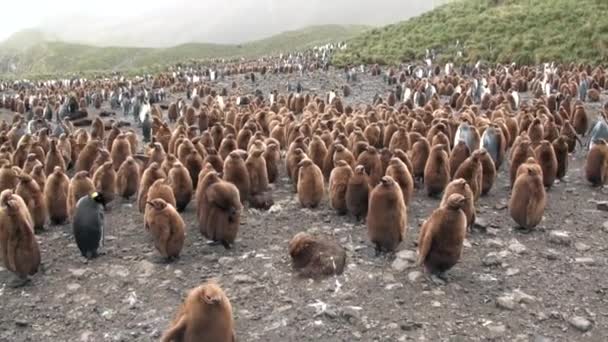 Veel koning pinguïns op Oceaan kust op de Falkland eilanden in Antarctica. — Stockvideo