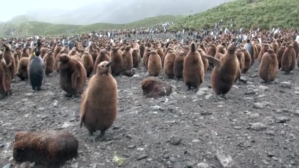 Muitos pinguins-rei na costa oceânica nas Ilhas Malvinas na Antártida . — Vídeo de Stock