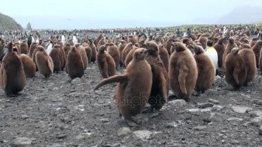 Birçok penguenler Falkland Adaları Antarktika'daki okyanus kıyısında king.