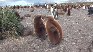 Yetişkin ve genç İmparator penguenler Falkland Adaları.