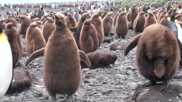 Många kung pingviner på havet kusten på Falklandsöarna i Antarktis. — Stockvideo