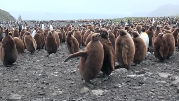 Many king penguins on ocean coast on Falkland Islands in Antarctica. — Stock Video