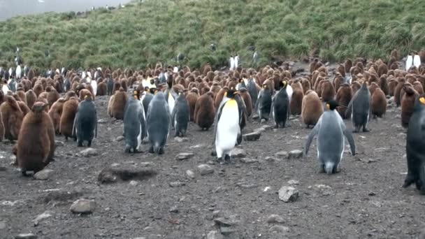 Vuxna och unga kejsarpingviner på Falklandsöarna. — Stockvideo