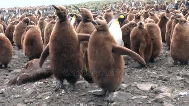 Muitos pinguins-rei na costa oceânica nas Ilhas Malvinas na Antártida . — Vídeo de Stock