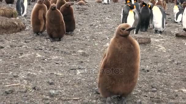 Adultos y jóvenes pingüinos emperador en las Islas Malvinas . — Vídeos de Stock