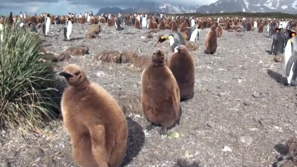 Взрослые и молодые королевские пингвины на Фолклендских островах . — стоковое видео