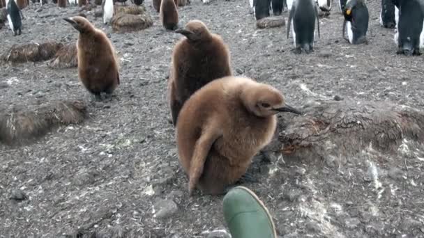 Jovem Rei Pinguim está brincando com botas de borracha nas Ilhas Malvinas . — Vídeo de Stock