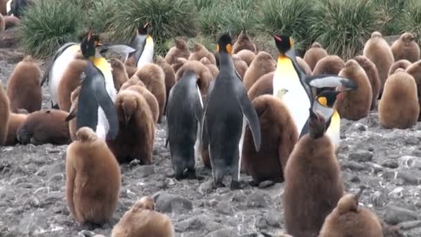 Volwassenen en jongeren koning pinguïns op de Falkland eilanden. — Stockvideo