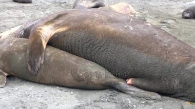 Birleşme mühürler doğurma ve Antarktika yeni doğan buzağılar için.