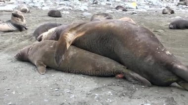 Birleşme mühürler doğurma ve Antarktika yeni doğan buzağılar için.
