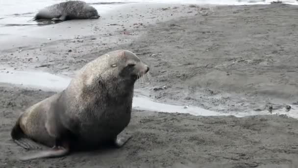 Phoque nouveau-né avec des mamans sur la plage des îles Malouines en Antarctique . — Video