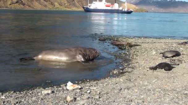 Zeehonden op de achtergrond van het schip op het strand van Falkland eilanden in Antarctica. — Stockvideo