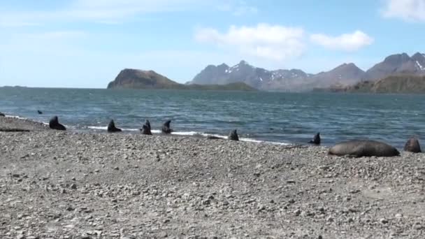 Grupo de focas en la playa de las Islas Malvinas en la Antártida . — Vídeo de stock