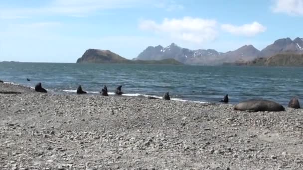 Gruppo di foche sulla spiaggia delle Isole Falkland in Antartide . — Video Stock