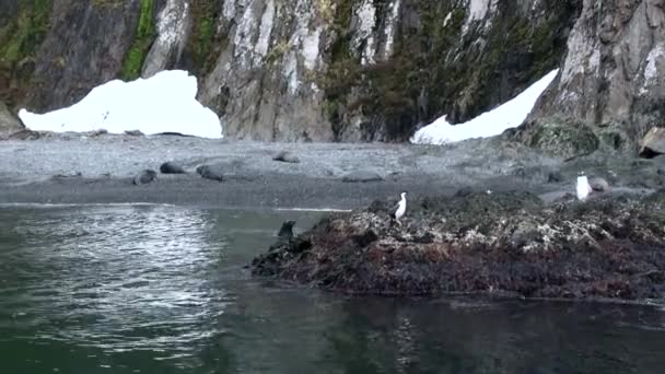 Imperial penguins on the rocky ocean coast of Falkland Islands in Antarctica. — Stock Video