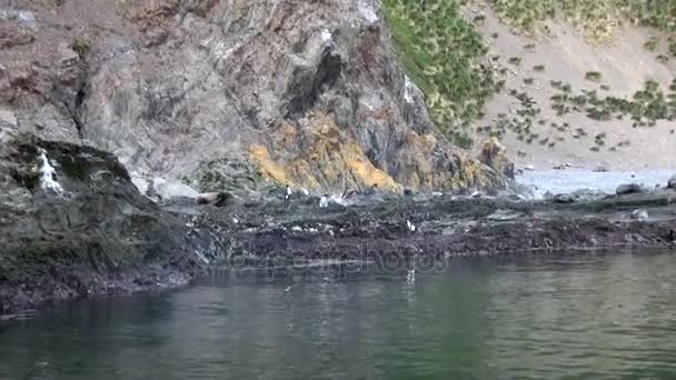 帝国ペンギンは南極大陸のフォークランド諸島の岩海海岸にジャンプします。. — ストック動画