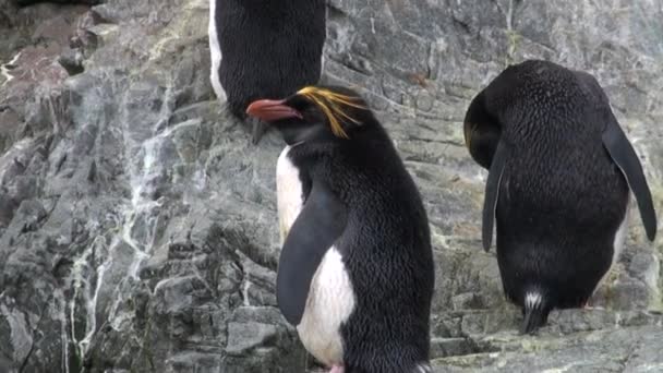 Kejserliga penguins hoppa på rocky havet kusten av Falklandsöarna i Antarktis. — Stockvideo