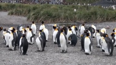 Dağlar Falkland Adaları Antarktika arka plan üzerinde imparatorluk penguenler.
