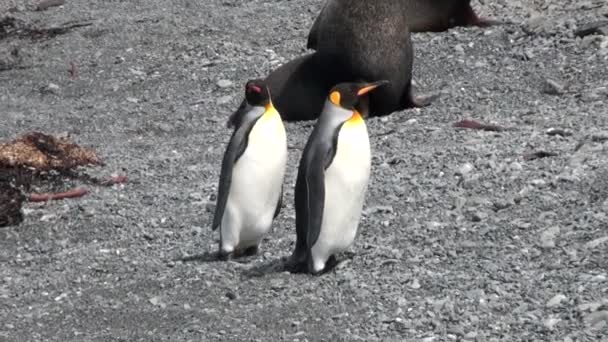 Pinguins imperiais na costa oceânica das Ilhas Malvinas na Antártida . — Vídeo de Stock