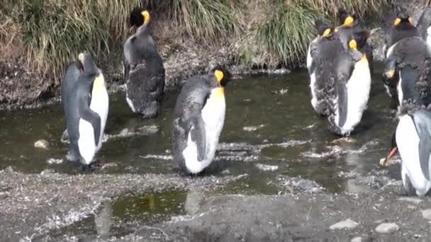 Kejserliga pingviner i creek på bakgrund av berg av Falklandsöarna. — Stockvideo