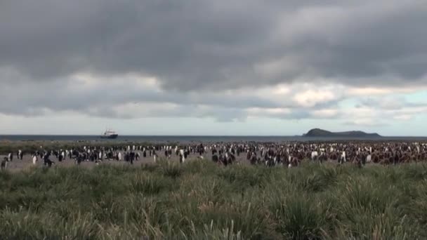 Αυτοκρατορικών πιγκουίνων στις ακτές Ωκεανός της Νήσοι Φώκλαντ στην Ανταρκτική. — Αρχείο Βίντεο