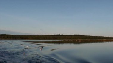Arka plan beyaz deniz su üzerinde sakin su üzerinde kuşlar.