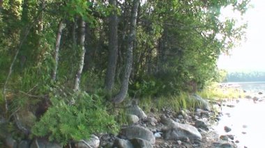 Yeşil orman arka planda beyaz deniz kıyısında.