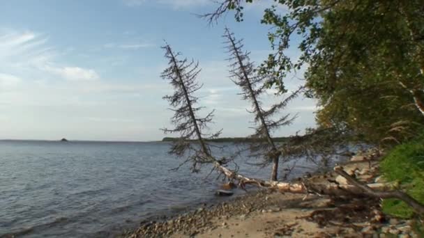 Drzewa na brzegu i spokojne wody morza białego. — Wideo stockowe