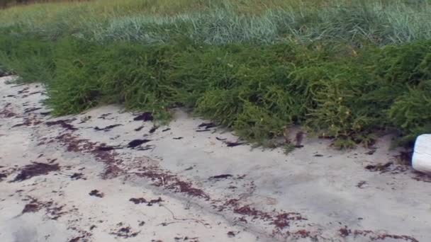 Grumes de bois trempées dans l'eau sur le rivage de la mer Blanche . — Video