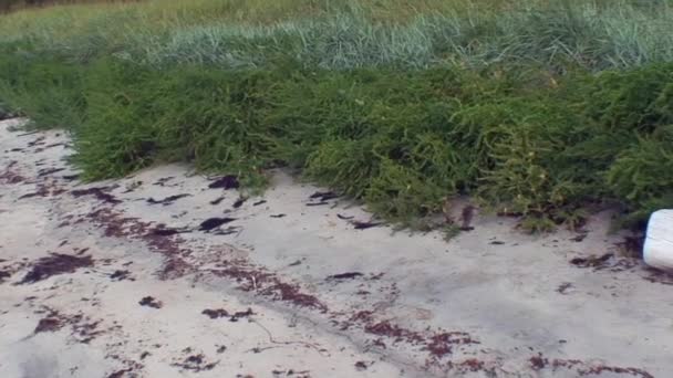 Деревянное бревно, пропитанное водой на берегу Белого моря . — стоковое видео