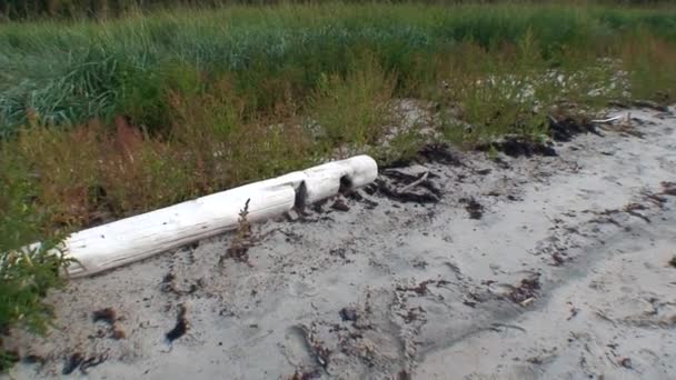 Деревянное бревно, пропитанное водой на берегу Белого моря . — стоковое видео