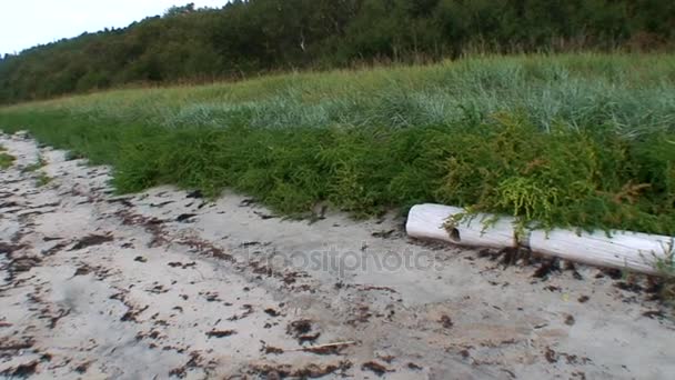 Tronco de madera empapado en agua en la orilla del Mar Blanco . — Vídeos de Stock
