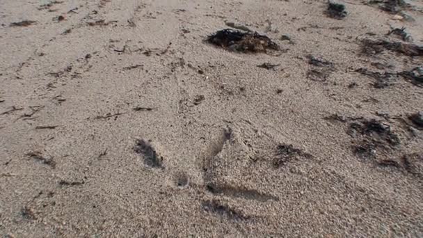 Sand und Algen am Ufer des weißen Meeres. — Stockvideo