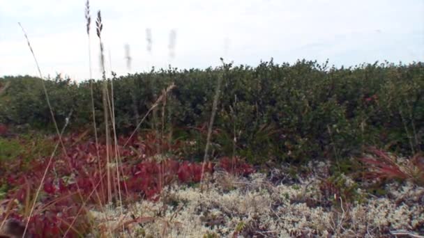 카렐리아의 독특 한 야생 식물. — 비디오