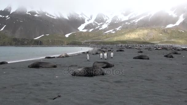 Kelompok penguin raja di latar belakang anjing laut di pantai Kepulauan Falkland — Stok Video