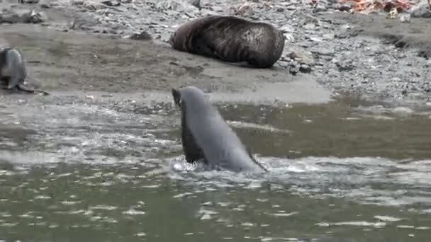 Yeni doğan seal üzerinde plaj, Falkland Adaları Antarktika. — Stok video