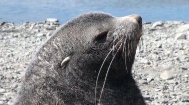 Antarktika'daki Falkland Adaları plajda mühürler Başkanı yakın çekim.