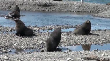 Grup mühürler sahilde Antarktika'daki Falkland Adaları.