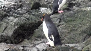 İmparatorluk penguenler üzerinde kayalık okyanus Sahili, Falkland Adaları Antarktika'daki atlamak.