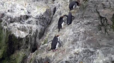 İmparatorluk penguenler üzerinde kayalık okyanus Sahili, Falkland Adaları Antarktika'daki atlamak.