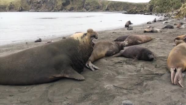 Sigilli maschi e femmine sulla spiaggia delle Isole Falkland in Antartide . — Video Stock