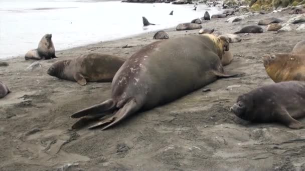 Samec a samice těsnění na pláži Falklandských ostrovů v Antarktidě. — Stock video