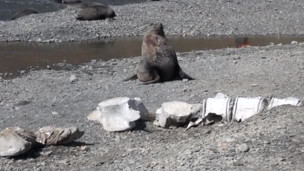 Groupe de phoques sur la plage des îles Malouines en Antarctique . — Video