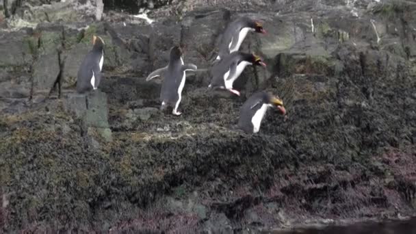 Kejserliga penguins hoppa på rocky havet kusten av Falklandsöarna i Antarktis. — Stockvideo