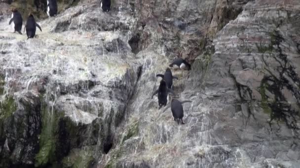 Pingouins impériaux sauter sur la côte de l'océan rocheux des îles Malouines en Antarctique . — Video